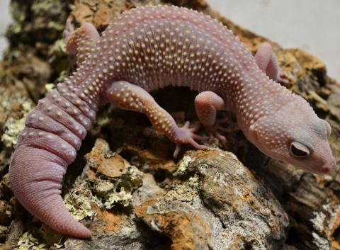 Adult Blizzard Leopard Geckos w/regrown tails