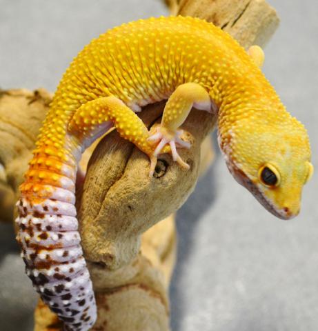 Adult Super Hypo Tangerine Carrot Tail Baldy Leopard Geckos