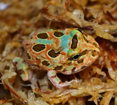 Baby Peppermint Pacman Frogs