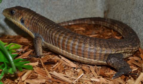 Sudan Plated Lizards 