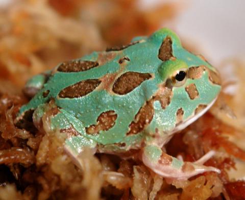 Baby Samurai Blue Pacman Frogs