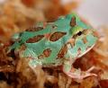 Baby Samurai Blue Pacman Frogs