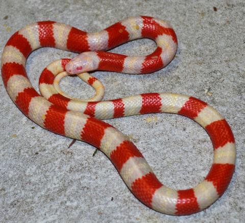 Baby Albino Honduran Milksnakes