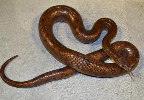 Medium Colombian Rainbow Boas
