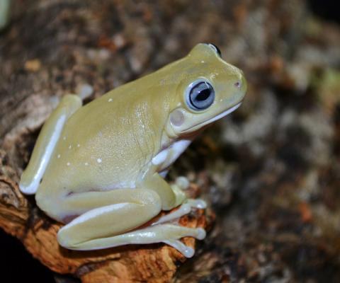 Blue Eyed Australian Whites Tree Frogs