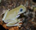 Blue Eyed Australian Whites Tree Frogs