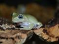 Blue Eyed Australian Whites Tree Frogs