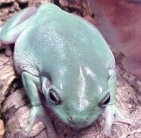 Medium Australian Whites Tree Frogs