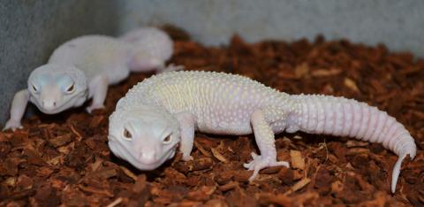 Adult Blazing Blizzard Leopard Geckos