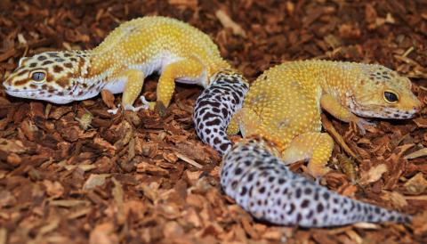 Adult Super Hypo Tangerine Leopard Geckos
