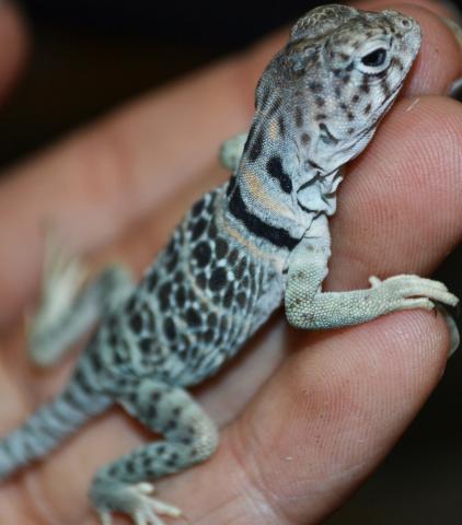 Baby Eastern Collard Lizards