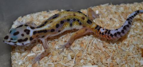 Small Emerine Leopard Geckos