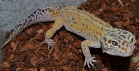 Adult Red Striped Leopard Geckos