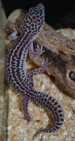 Small Super Snow Leopard Geckos