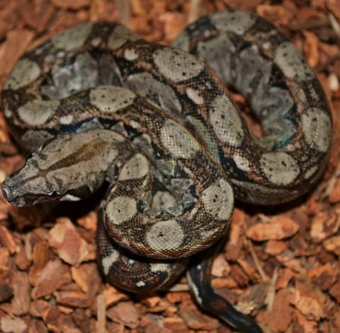 Small Central American Boas