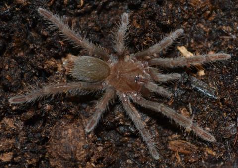 Cameroon Red Tarantulas Small