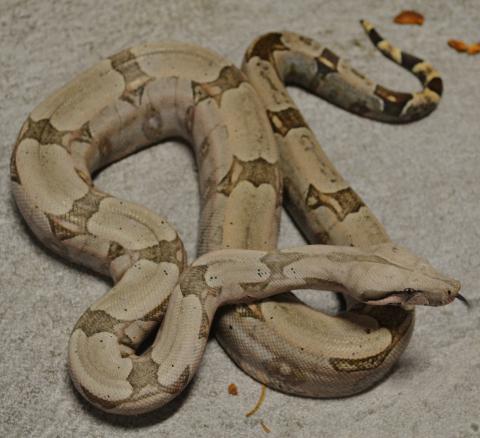 Medium Bolivian Boas