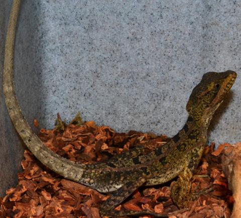 Sub Adult Brown Basilisks w/regrown tails