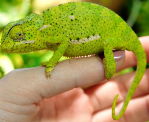 Flapneck Chameleons