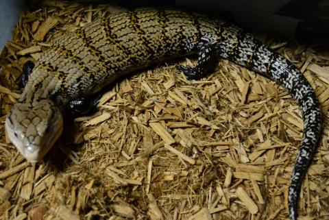 Adult Merauke Blue Tongue Skinks w/minor nicks