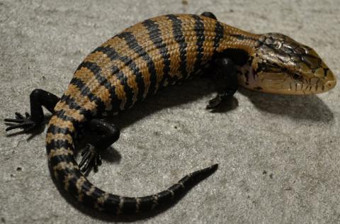 Baby Halmahera Blue Tongue Skinks