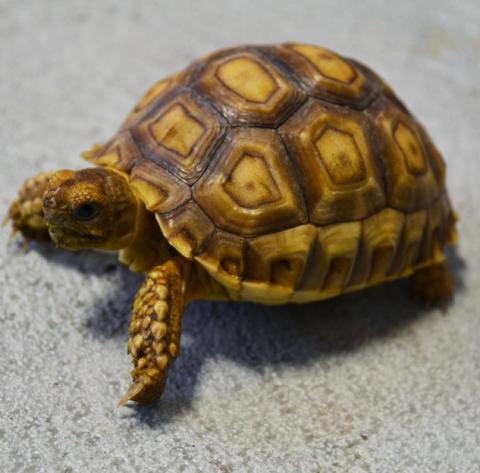 Small Sulcata Tortoises