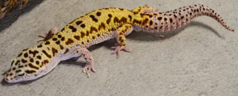 Adult Striped High Yellow Leopard Geckos