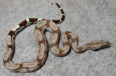 Baby Guyana Red Tailed Boas