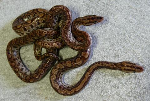 Baby Colombian Rainbow Boas