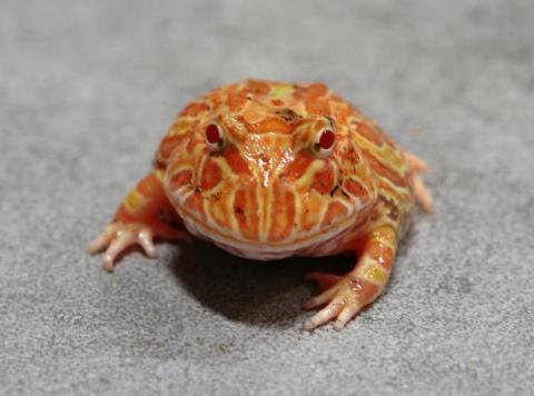 Baby Sunburst Albino Pac Man Frogs
