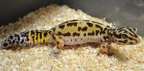 Adult Bold Stripe Leopard Geckos w/regrown tails