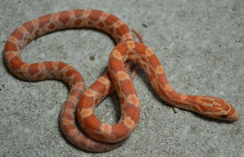 Baby Ultramel Cornsnakes