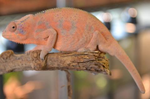 Sub Adult Ambanja Panther Chameleons