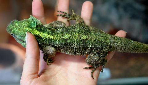 Blue Headed Agamas