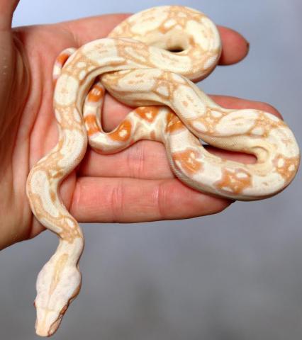 Baby Albino Colombian Boas