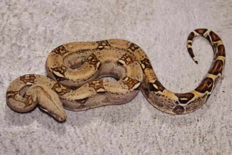 Small Hypo Colombian Boas