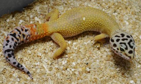 Adult Super Hypo Leopard Geckos