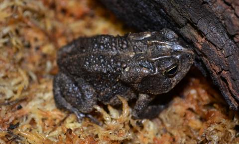 Southern Toads