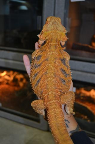 Adult Red Bearded Dragons