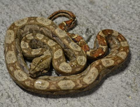 Baby Hypo Nicaraguan Boas