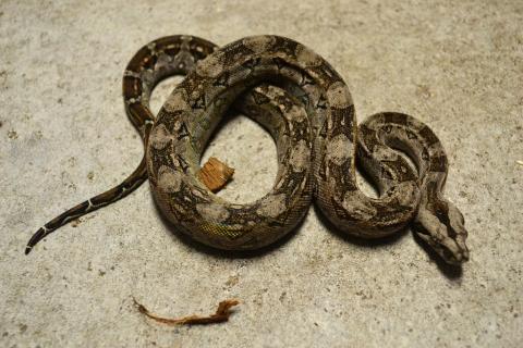 Baby Tarahumara Mountain Boas
