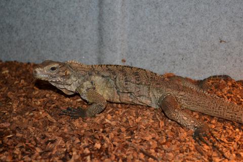 Small Cuban Rock Iguanas