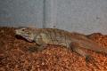 Small Cuban Rock Iguanas