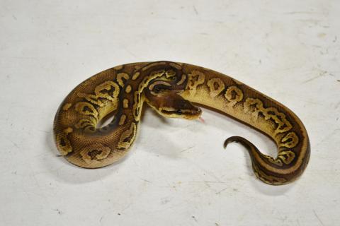 Small Black Pewter Ball Pythons