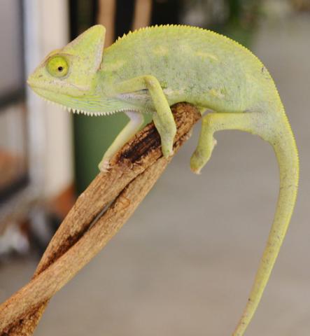 Medium Veiled Chameleons