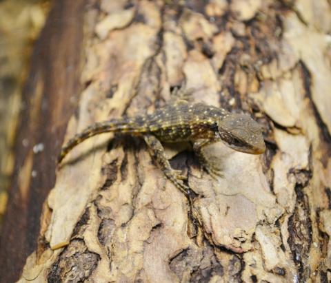Baby Forest Armadillo Lizards