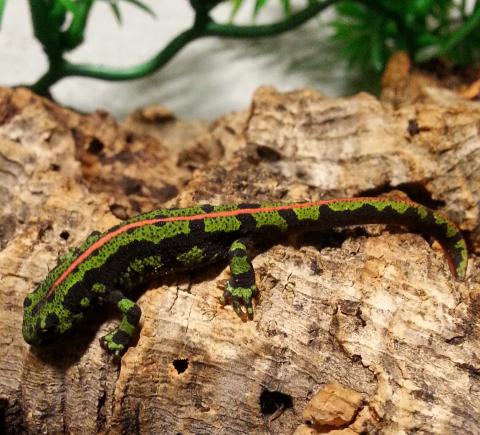 Marbled Newts