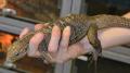 Small Cuban Rock Iguanas