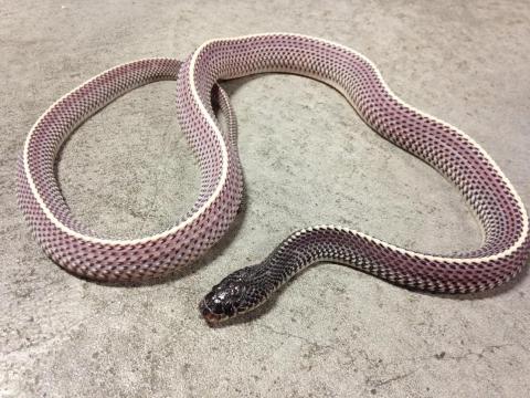 Cape File Snakes