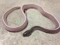 Cape File Snakes